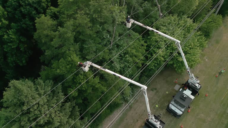 How Our Tree Care Process Works  in  Bogata, TX