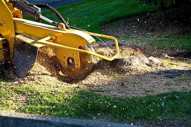 Best Sod Installation  in Bogata, TX